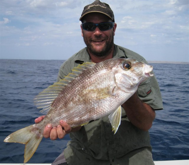 Robinson sea bream - Jeffo